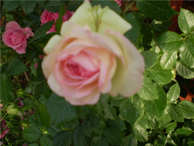 ruža penjačica